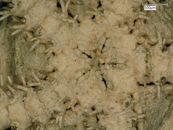 Media type: image; Invertebrate Zoology OPH-1498